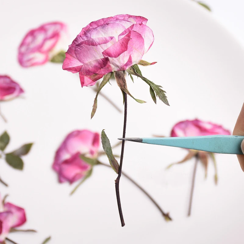 Büyük boy Kurutulmuş Preslenmiş Gül Çiçek Örnekleri Kolye Küpe DIY El Yapımı Malzeme 1 grup / 60 adet
