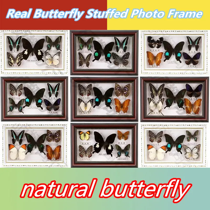 Rassorted Kelebek Numune Eğitim Materyali Koleksiyonu / 5 adet Kelebek Numune Fotoğraf Çerçevesi Sanat Dekorasyon Ev Dekor
